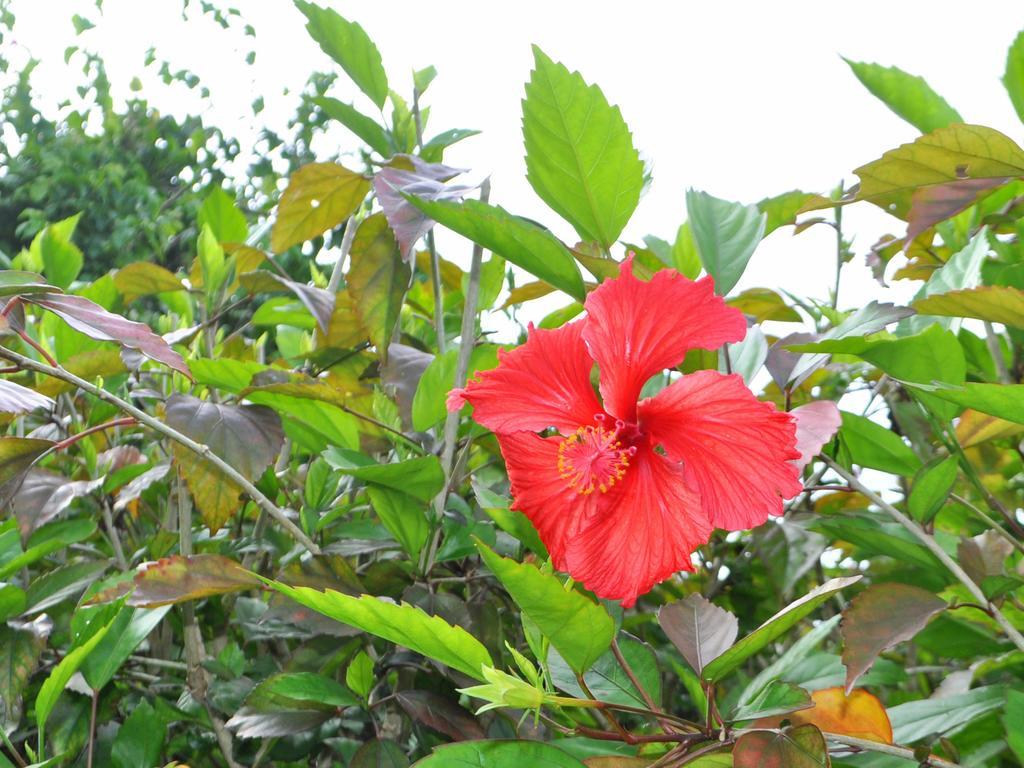 Nakijin No Yado Hibiscus Hotel Bagian luar foto